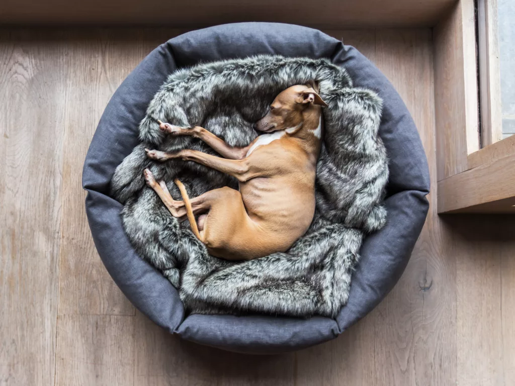 Luxury Dog Bedding