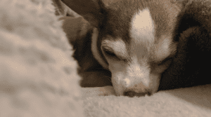 anticipatory grief