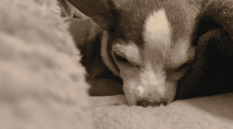 anticipatory grief