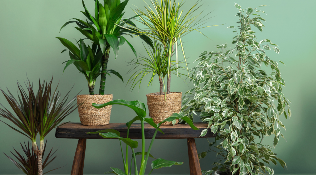 Houseplants