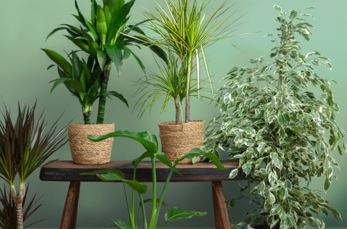 Houseplants