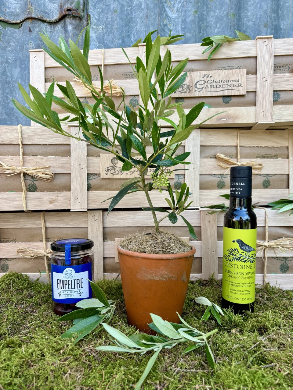 The Gluttonous Gardener Olive Enthusiasts Hamper with a young olive tree and olive-themed treats